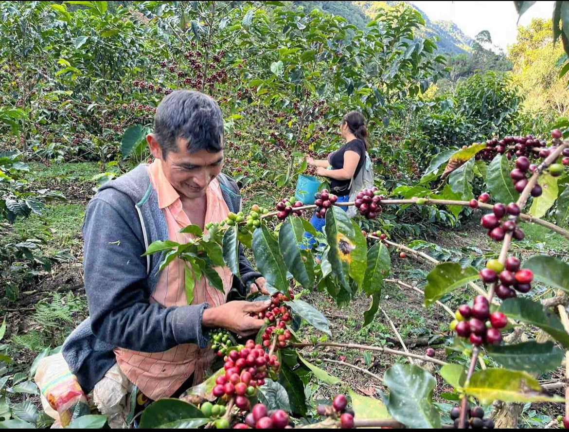 Coffee beans / ECUADOR Leopoldo Andrade / 150g