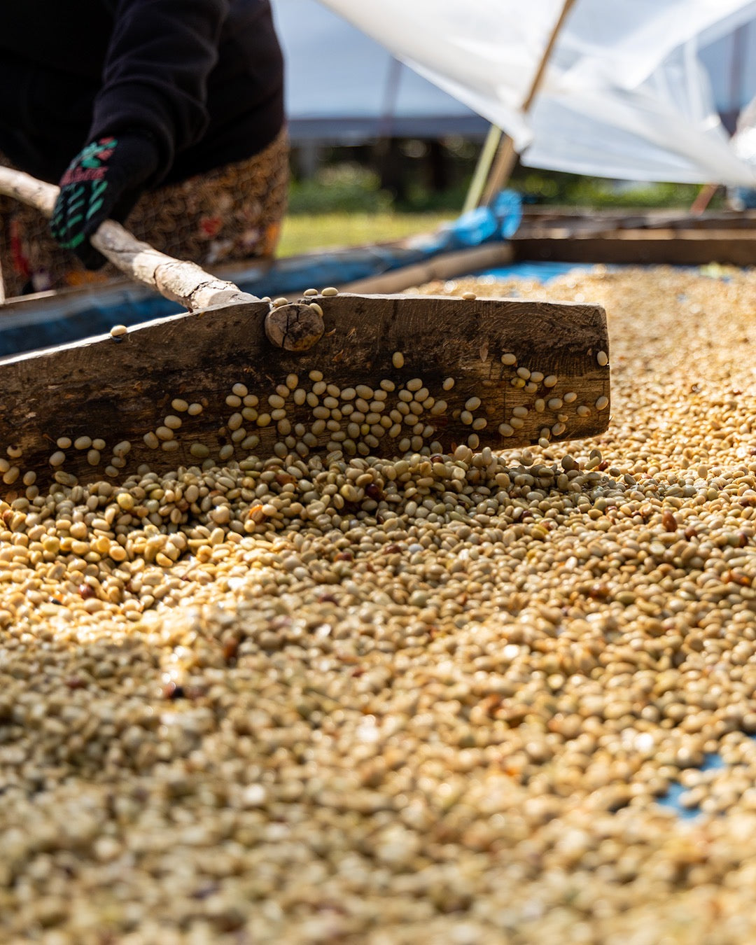 Coffee beans / ECUADOR Leopoldo Andrade / 150g