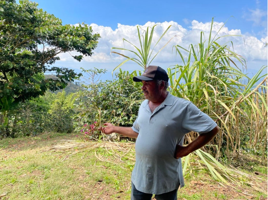 Juan Carlos Juárez / HONDURAS / 伝統的な精製に回帰したゲイシャ【Light Roast】