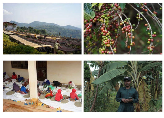 Ruli (Lot 1004) / RWANDA / Red Bourbon【Light Roast】