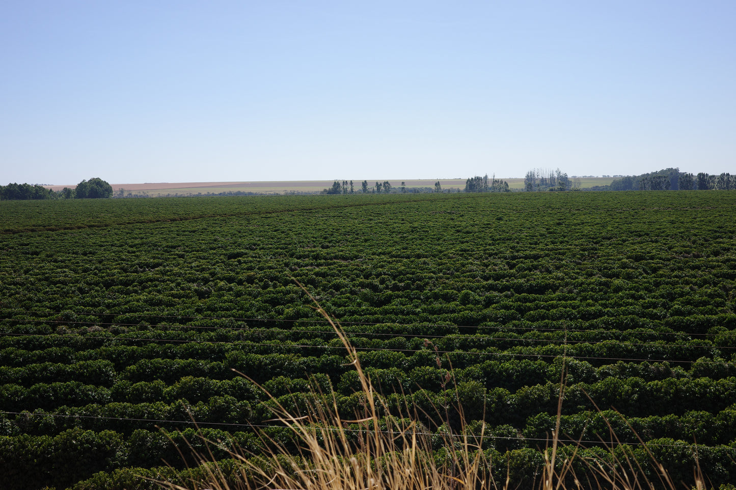=NEW= Fazenda Rio Brilhante / Brazil / Aramosa