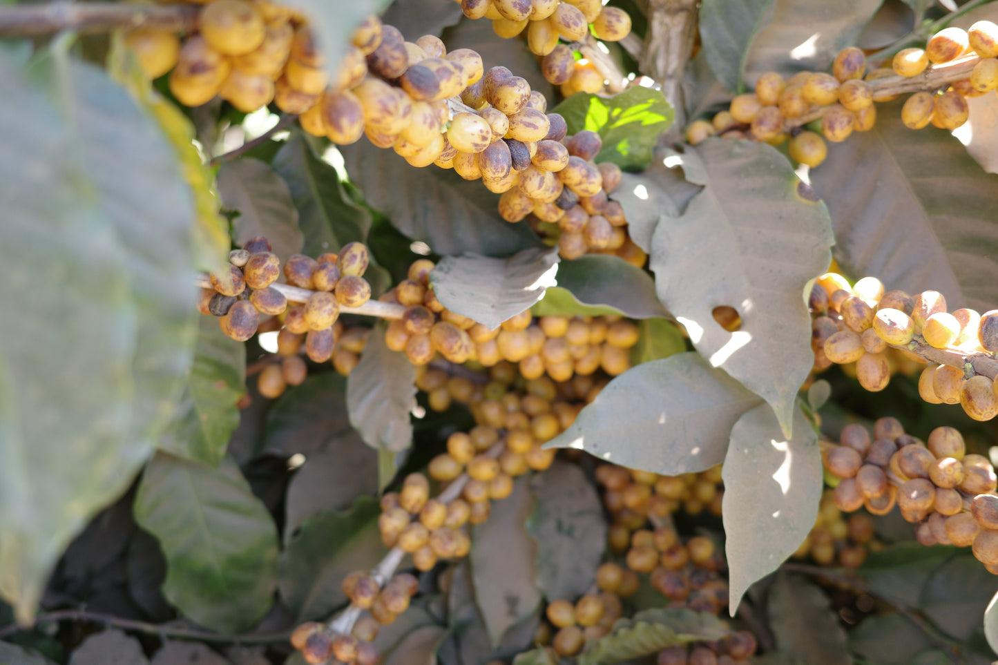 =NEW= Fazenda Rio Brilhante / Brazil / Aramosa