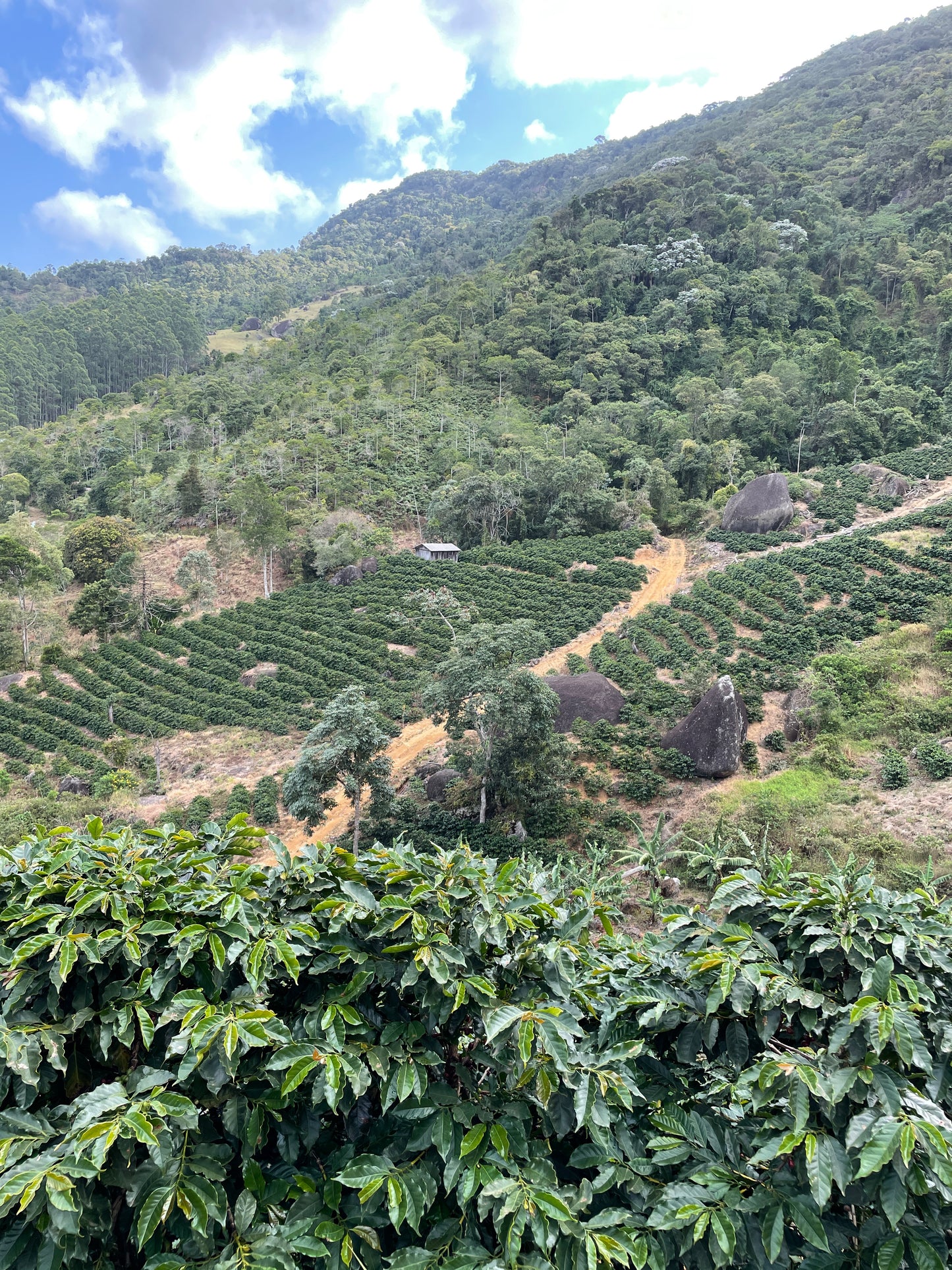 Coffee beans / ECUADOR Leopoldo Andrade / 150g