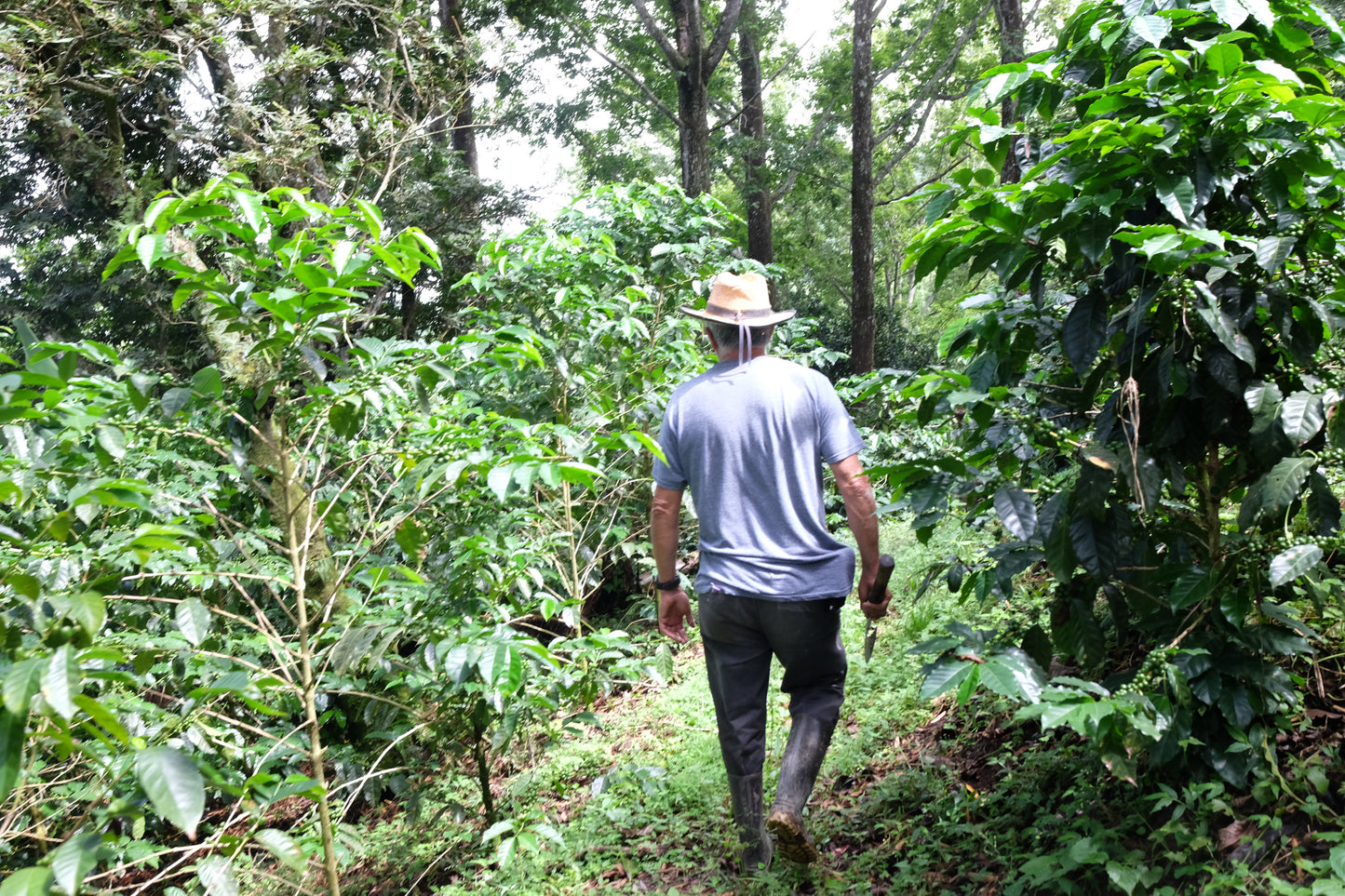 =NEW= El Salvador / Rene Aguilar / Pacamara