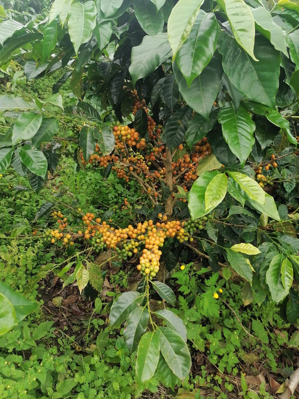 =NEW= PERU / Jose Manuel Silva Soberon / Yellow Caturra