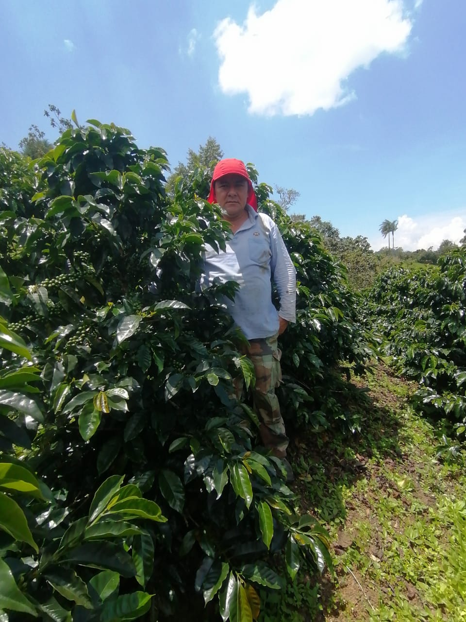 =NEW= PERU / Jose Manuel Silva Soberon / Yellow Caturra