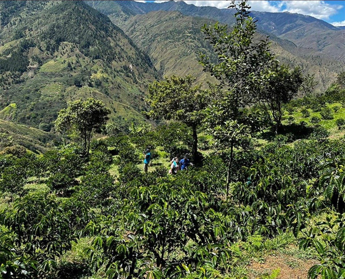 Leonidas Jaramillo / ECUADOR / 重なり合う味わい・ティピカメホラード種【Light Roast】