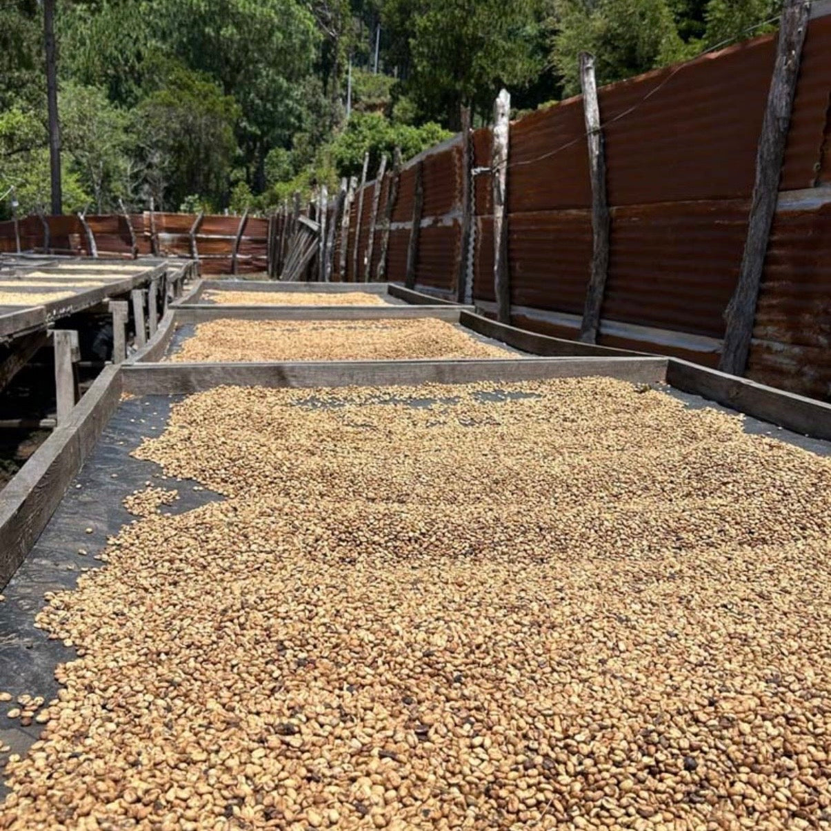 Coffee beans / ETHIOPIA Uraga / 150g