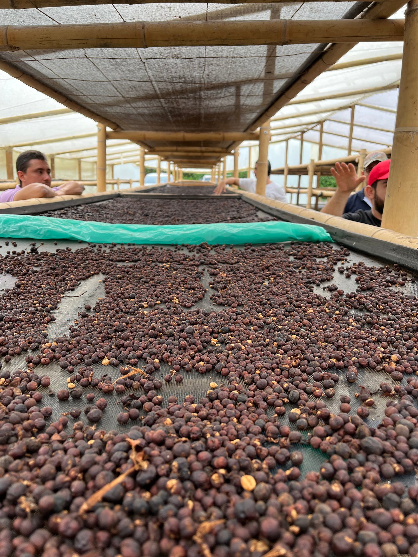 Coffee beans / ECUADOR Leopoldo Andrade / 150g