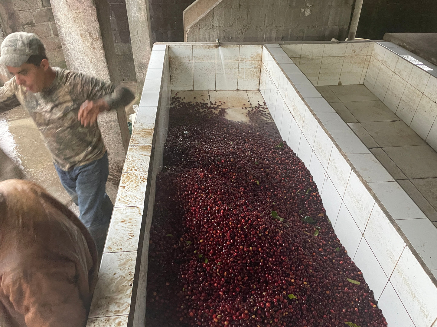 =間も無く終売= HONDURAS / Belarmino Contreras