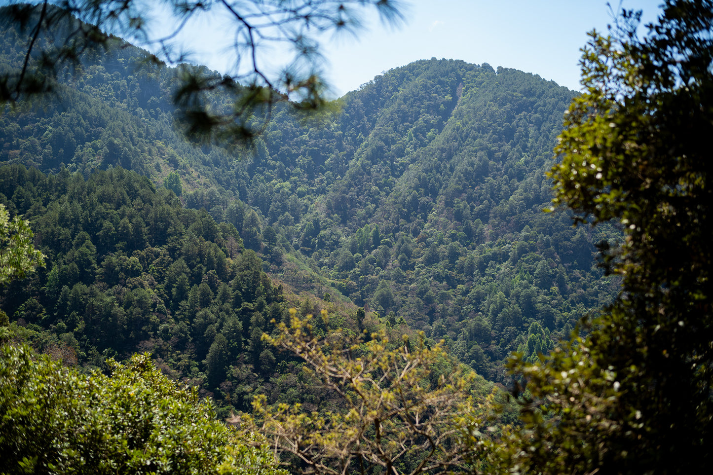 =NEW=  Familia Díaz / EL SALVADOR / 心地良い毎日に寄り添う味わい【Light Roast】