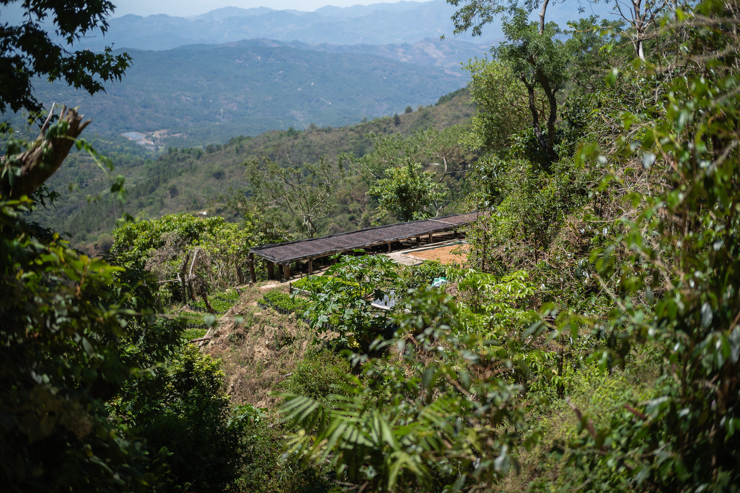 =NEW=  Familia Díaz / EL SALVADOR / 心地良い毎日に寄り添う味わい【Light Roast】