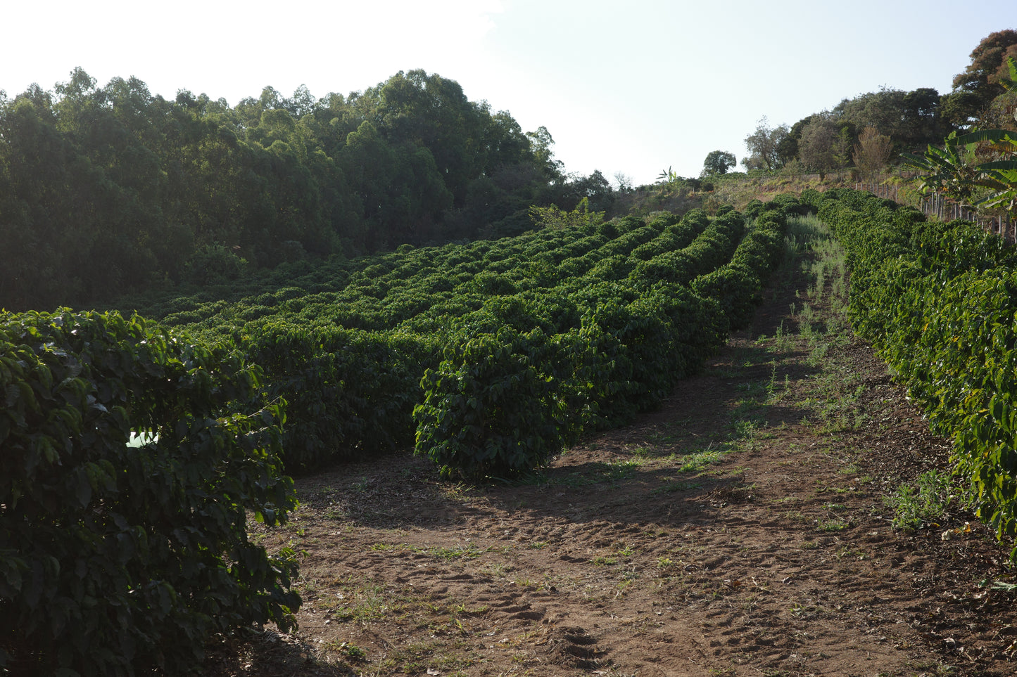 =NEW= BRAZIL / For Milk & Espresso Roast (中深煎り焙煎)